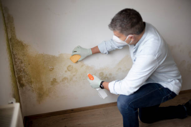 Trusted Roseburg, OR Mold Removal Experts